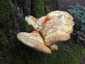 Tölgyfa-kérgestapló (Buglossoporus quercinus), Budai-hegység